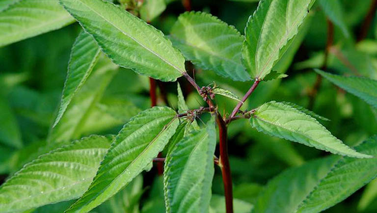 Jute Plant / Jute Leaves 